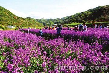 新闻:大理野牛草种子多少钱一亩!宜宾资讯