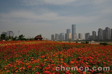 新闻:九江荆条种子说明!佛山资讯