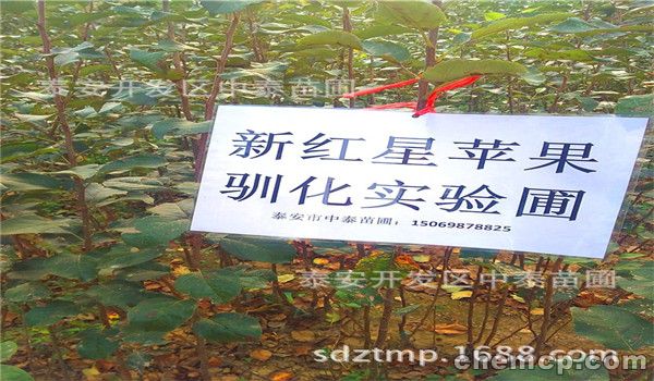 3南通中华寿桃树苗价格低（连城新闻）