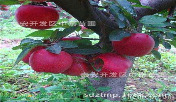 3南通中华寿桃树苗价格低（连城新闻）