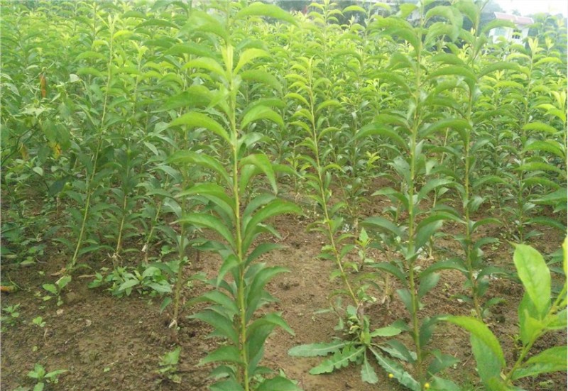 保定3公分车厘子樱桃苗亩产量多少