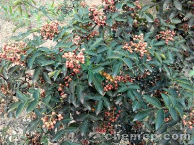 安顺花椒苗种苗种植基地(供应)__资讯