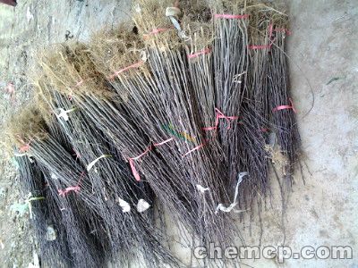 福州花椒苗种苗种植基地(供应)__资讯