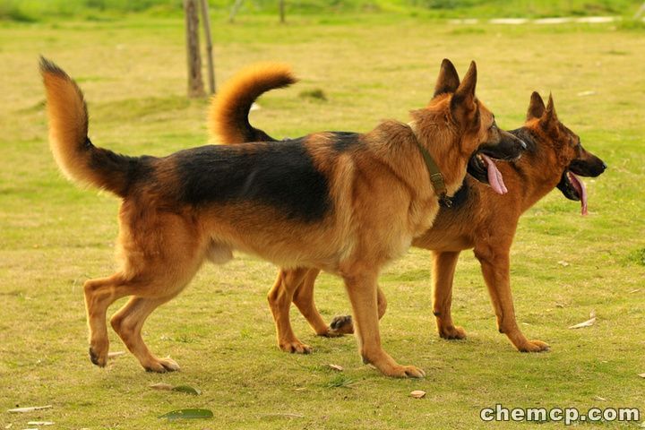 新闻：河北（养狗场）柴犬√欢迎咨询