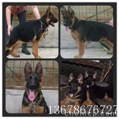 新闻:榆树拉不拉多犬养狗场联系方式!自贡资讯