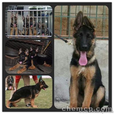 新闻:临潼德国牧羊犬养狗场联系电话!开封资讯