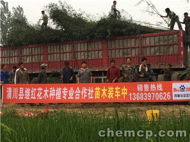 保定2米高金镶玉竹