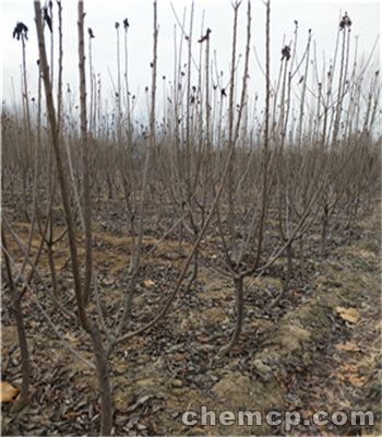 三年黄金蜜4号桃苗报价及价格 黄金蜜4号桃苗繁育基地