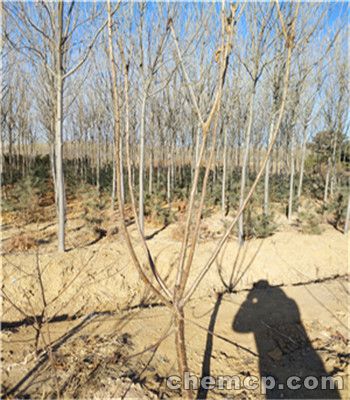 三年黄金蜜4号桃苗报价及价格 黄金蜜4号桃苗繁育基地