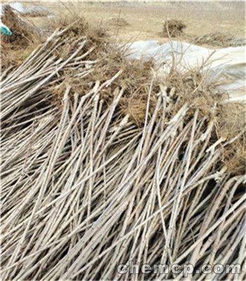 三年黄金蜜4号桃苗报价及价格 黄金蜜4号桃苗繁育基地