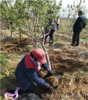 烟富0号苹果苗价格报价表  烟富0号苹果苗如何管理