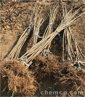 烟富0号苹果苗价格报价表  烟富0号苹果苗如何管理