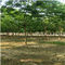 绵阳移植法桐树25公分