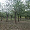 莆田移植法桐树25公分