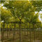绵阳移植法桐树25公分