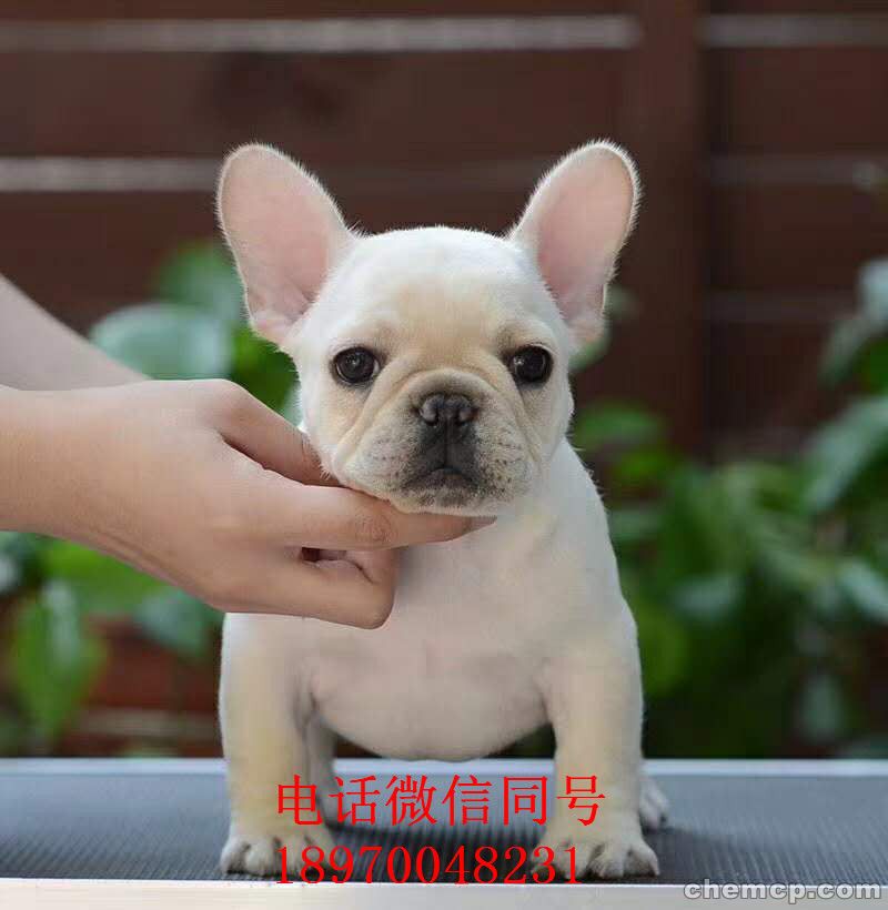 连云港哪里有猫舍，哪里有猫,信息