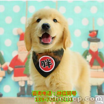 连云港哪里有猫舍，哪里有猫,信息