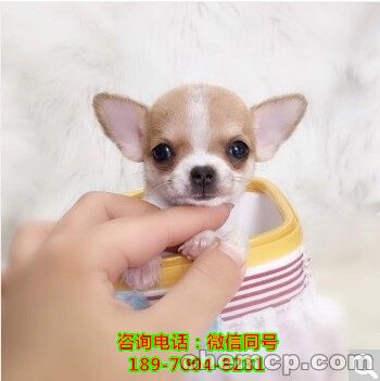 海口哪里有卖的地方,信息