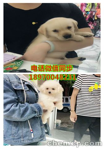 云浮英短蓝猫怎么卖的,资讯