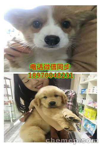 云浮英短蓝猫怎么卖的,资讯