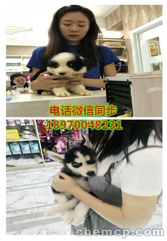 云浮英短蓝猫怎么卖的,资讯