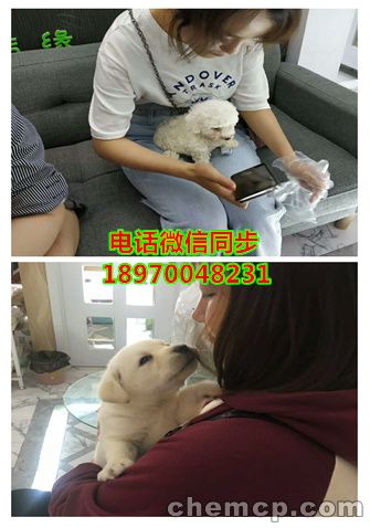 云浮英短蓝猫怎么卖的,资讯