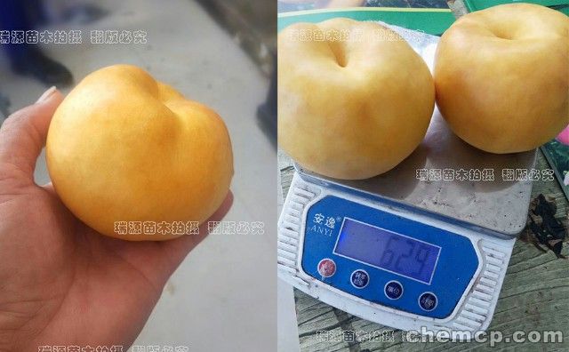 大连桃的品种