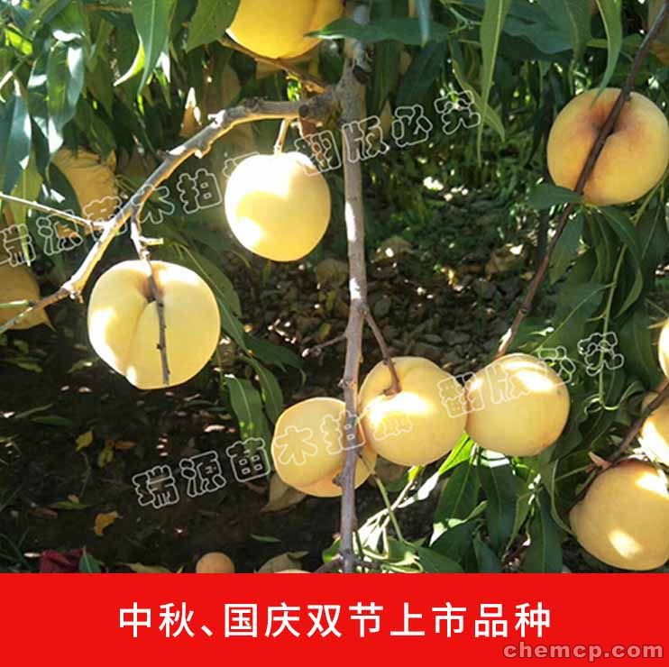 桃心脸金毛是什么品种图片介绍