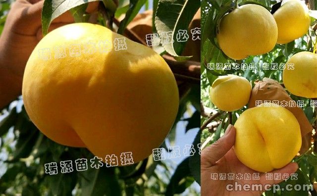 世纪之光桃新品种