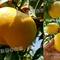 大棚桃王油桃品种是哪里研制的