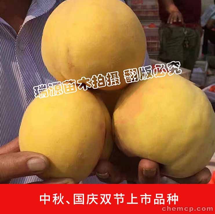 目前种植的黄桃有哪些优良品种桃树苗图片