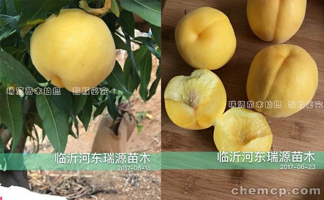 永莲密桃品种介绍
