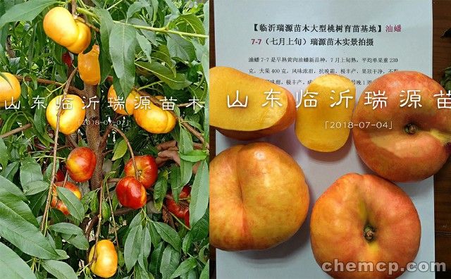 世纪之光桃新品种
