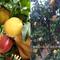 黄桃新品种找瑞源桃苗基地晚熟大桃是什么品种
