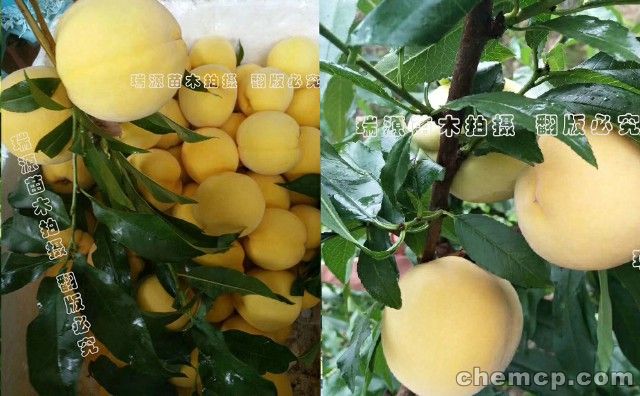 黄桃有品种区别没