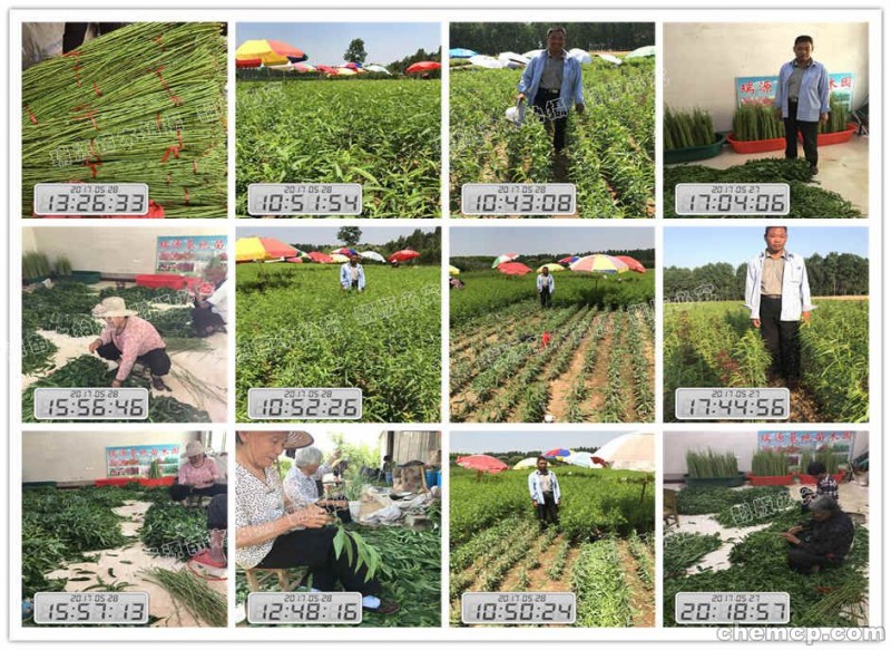 目前种植的黄桃有哪些优良品种桃树苗图片