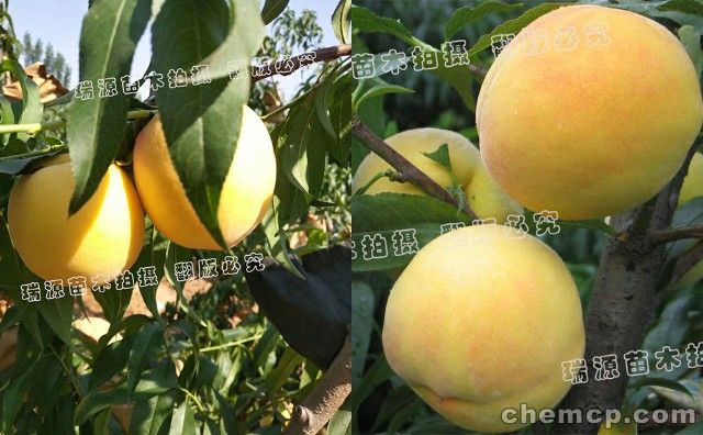 无名冬桃树苗