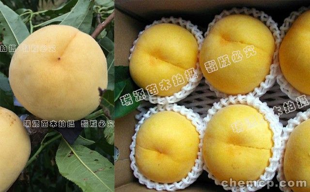 早熟桃什么品种