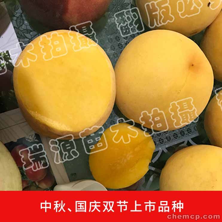 黄桃有品种区别没