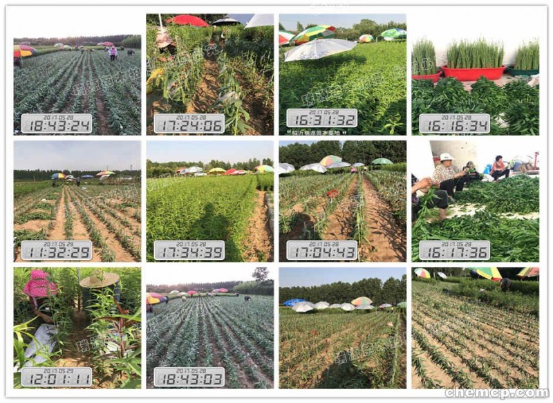 黄桃品种退化原因