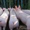 2021年梧州生猪价格行情预测--2021年预测